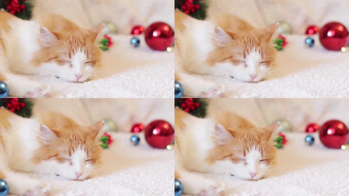 猫咪在圣诞装饰的沙发上睡得很香