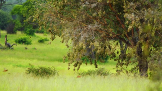 在坦桑尼亚的一个自然公园里，一群椋鸟在树上筑巢