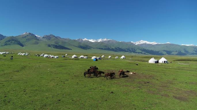 新疆 大草原上有蒙古包 毡房 吃草的马儿