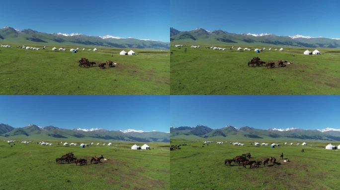 新疆 大草原上有蒙古包 毡房 吃草的马儿