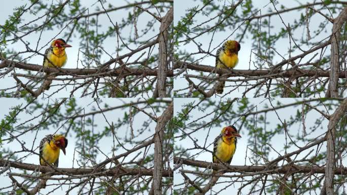 五颜六色的鸟坐在坦桑尼亚的一根树枝上