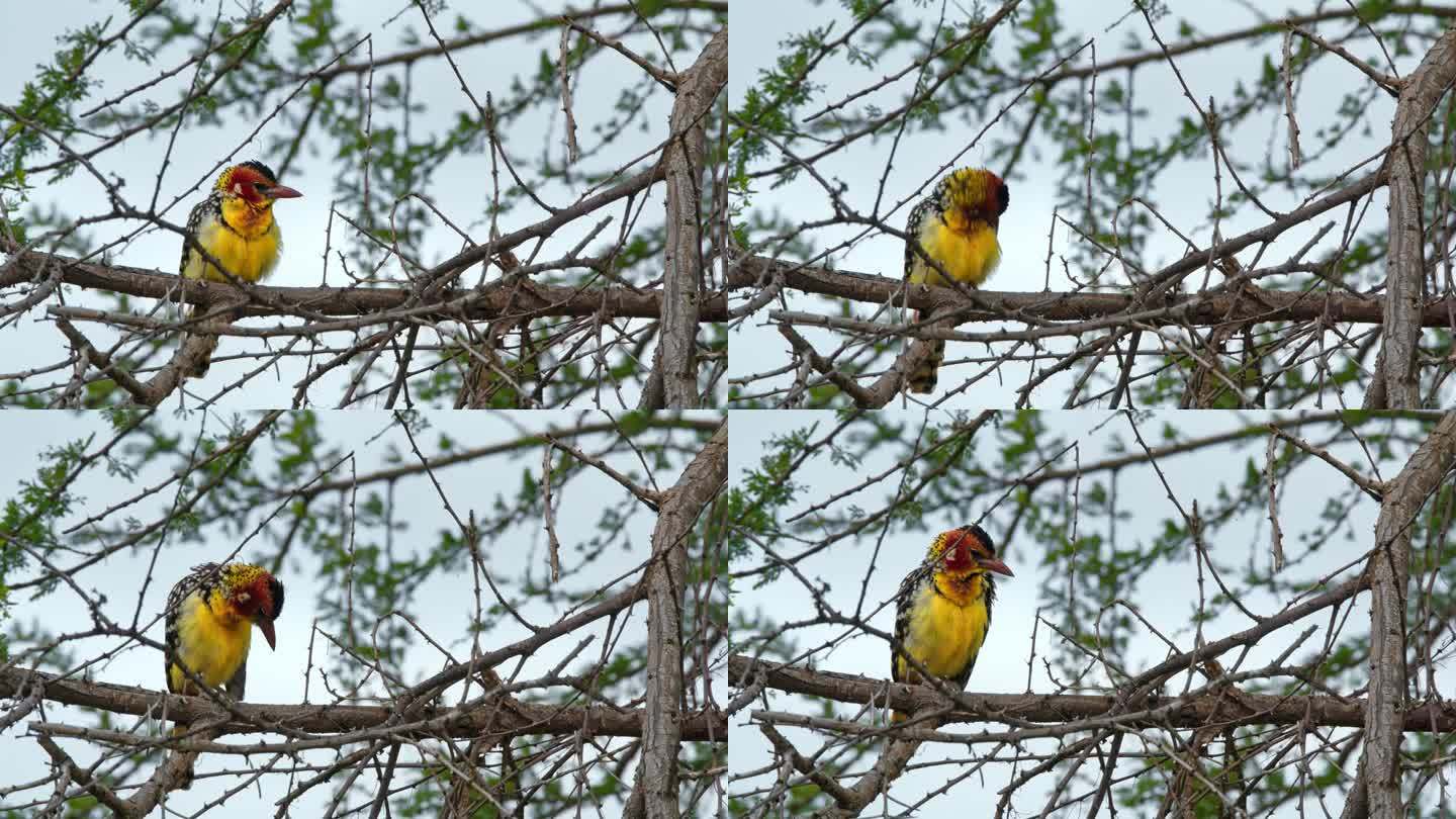 五颜六色的鸟坐在坦桑尼亚的一根树枝上