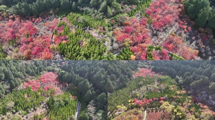 济南扁石山秋色五彩斑斓