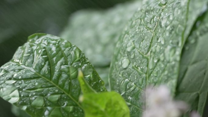 洗菜 冲洗菜 微距