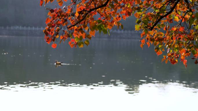 秋天南京中山植物园的秋色风光