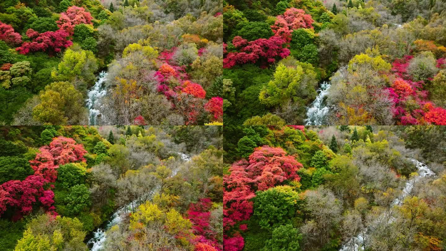 秋天红叶五彩森林秋季小溪溪流枫叶红叶