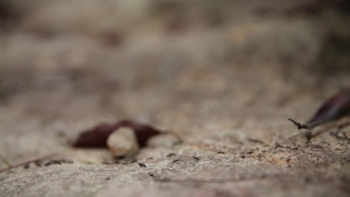 下雨前一群蚂蚁在搬家昆虫世界