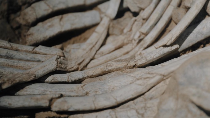 古生物化石动物骨骼化石考古生物研究