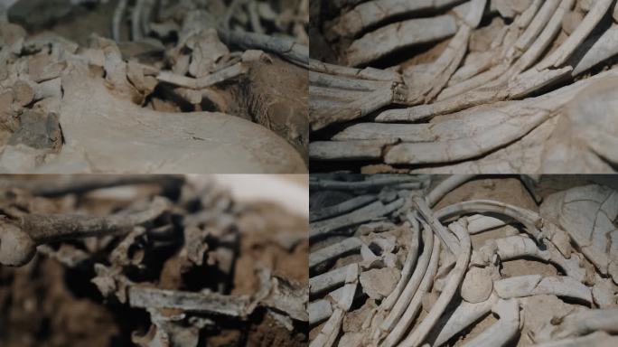 古生物化石动物骨骼化石考古生物研究