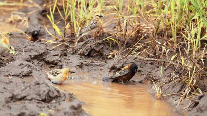 椋鸟在小水坑里享受泥浴