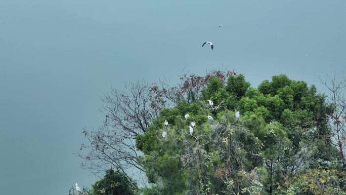 东湖白鹭 低空飞行 掠过湖面 树上停息