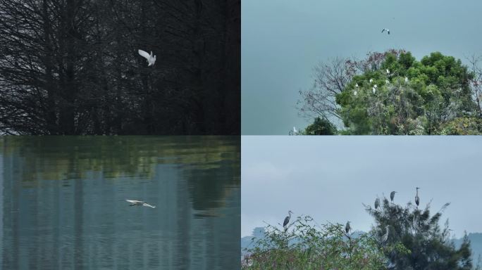 东湖白鹭 低空飞行 掠过湖面 树上停息