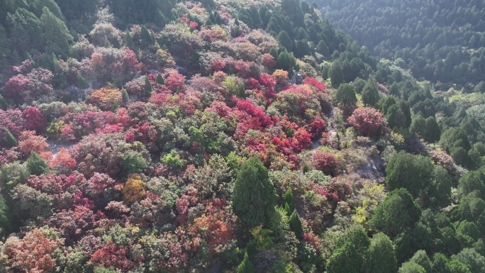 济南扁石山秋色五彩斑斓