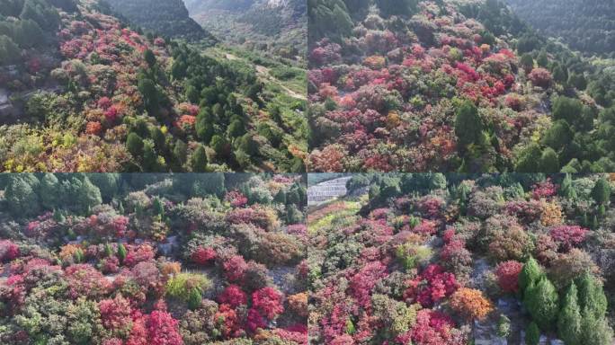 济南扁石山秋色五彩斑斓