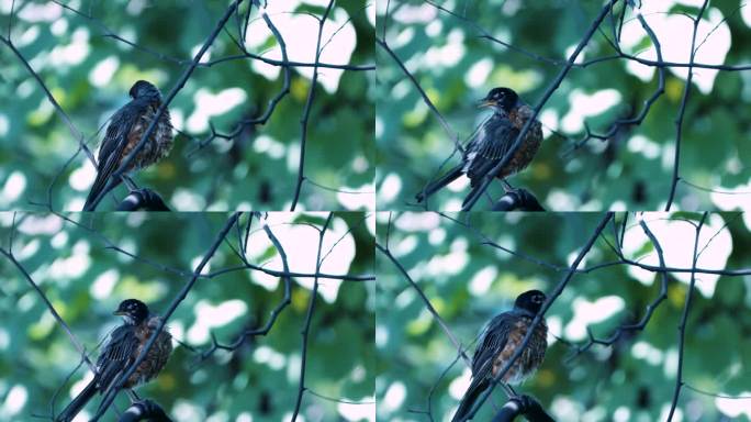 一只知更鸟坐在一根细树枝上整理羽毛