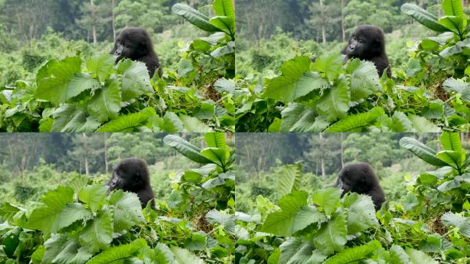 这是一只濒临灭绝的成年山地大猩猩的特写镜头，它生活在非洲乌干达布温迪密林国家公园的自然丛林栖息地中。