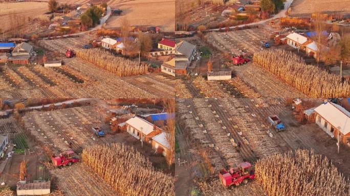 东北乡村玉米丰收家家收满粮仓