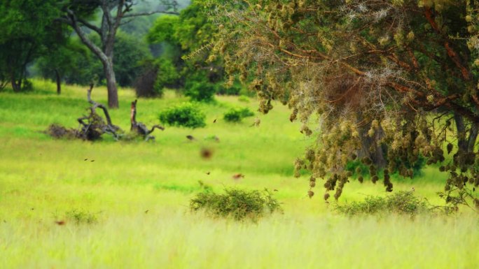 一群椋鸟飞过坦桑尼亚大草原的绿色区域