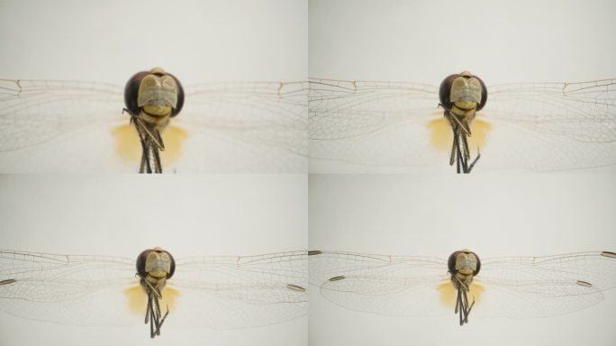 前视图的头部和透明的翅膀的蜻蜓，微距变焦，在一个白色的背景。