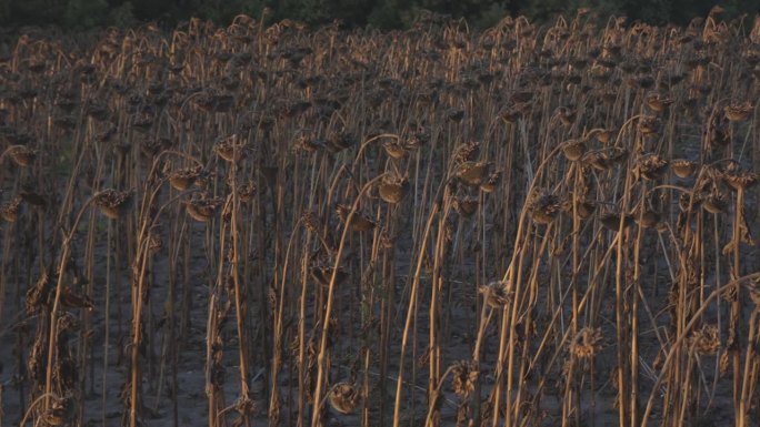 高耸的向日葵，金色的脸转向夕阳温暖的怀抱，站在田野里沐浴在柔和的琥珀色的光中。每朵花都像灿烂的阳光。