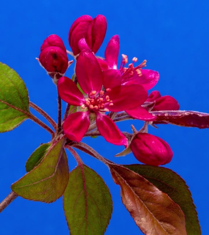 4k垂直延时的野生苹果树花开花，生长在蓝色的背景。海棠盛开的花。垂直延时9:16比例手机和社交媒体就