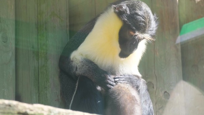 一群猴子坐在动物园的围栏里休息。一只猴子妈妈给她的宝宝洗澡