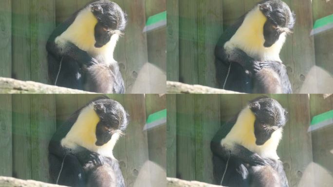 一群猴子坐在动物园的围栏里休息。一只猴子妈妈给她的宝宝洗澡