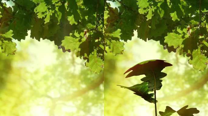 橡树下生长的植物。最后20秒是一个循环。垂直视频。