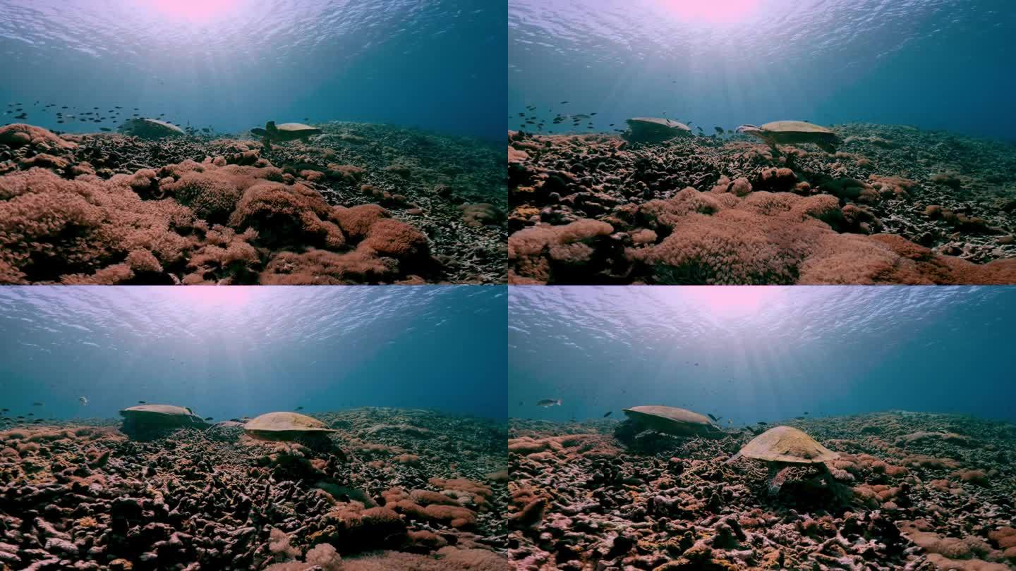 野生动物海龟在珊瑚水域游泳。美丽的玳瑁海龟在户外海洋国家公园。在Coast Sun Clear查看C