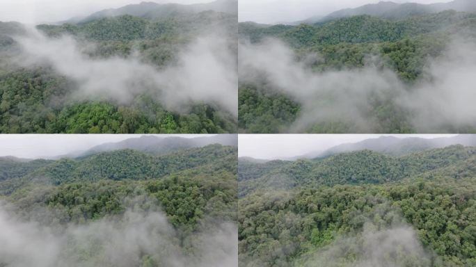 热带雨林山上的薄雾。热带森林可以增加空气中的湿度，通过光合作用从大气中吸收二氧化碳，并将碳储存在树干