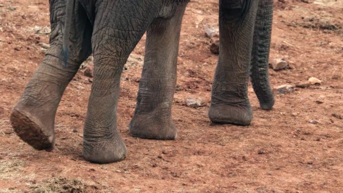大象在非洲肯尼亚阿伯代尔国家公园的贫瘠山上漫步。慢动作