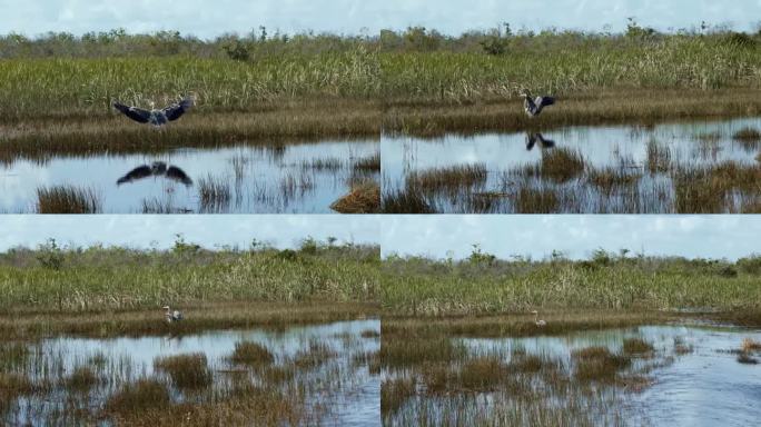 在一个温暖的阳光明媚的日子里，一只令人惊叹的成年灰鹭拍打着翅膀，降落在迈阿密附近佛罗里达大沼泽地的阴