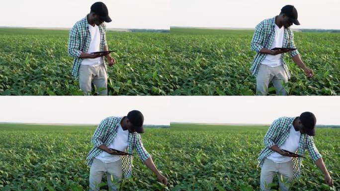 一名非洲农民在大豆地里用平板电脑检查作物生长情况并监测土壤状况