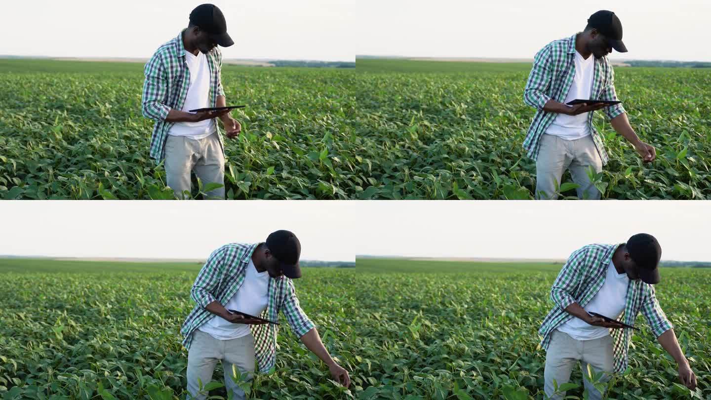 一名非洲农民在大豆地里用平板电脑检查作物生长情况并监测土壤状况