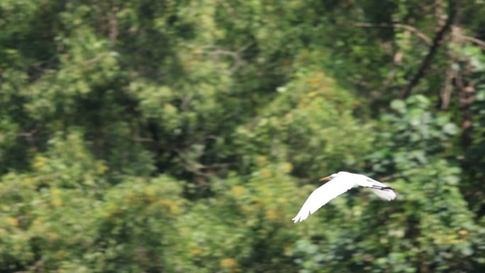 生态湿地里的白鹭，大白鹭