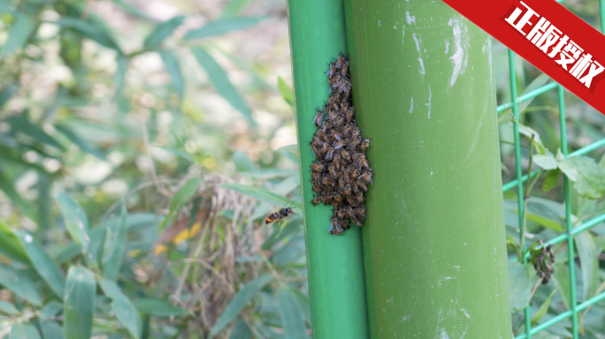 合集蜜蜂聚集成堆