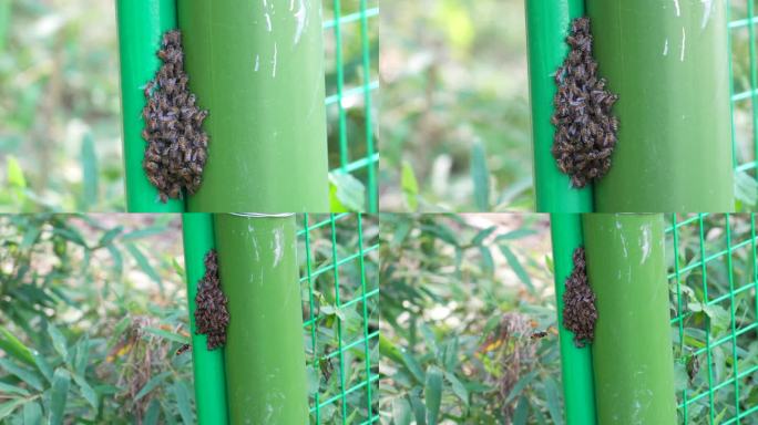 合集蜜蜂聚集成堆