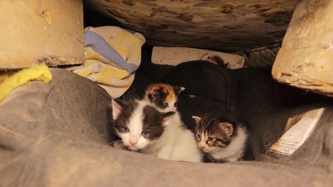 在母猫不在的情况下，兽医在一个废弃的地方检查一窝无家可归的小猫。
流浪猫，宠物兽医。动物，动物，宠物