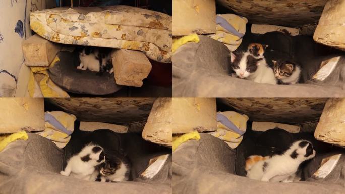 在母猫不在的情况下，兽医在一个废弃的地方检查一窝无家可归的小猫。
流浪猫，宠物兽医。动物，动物，宠物