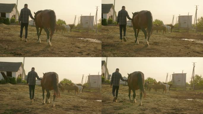 农夫下班后把马牵到马厩。夕阳西下，体力劳动概念。