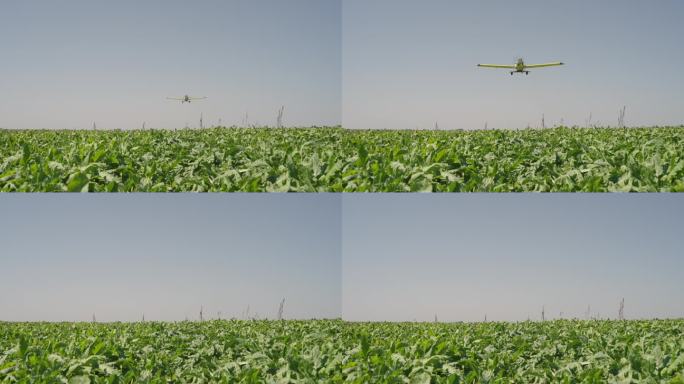 作物喷粉机飞过长满绿色作物的农田