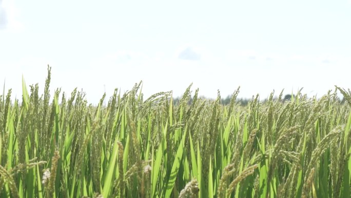水稻，稻田，农民