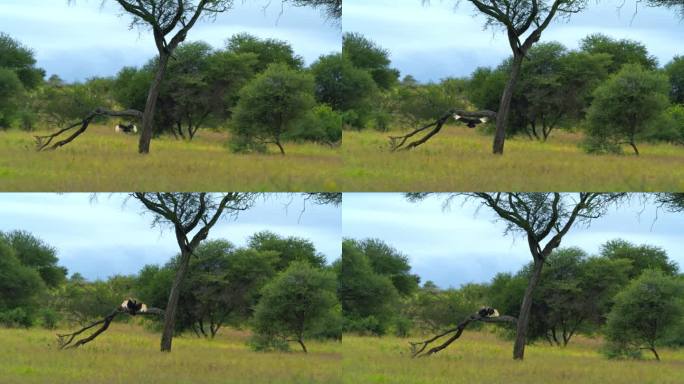 坦桑尼亚草地周围的树枝上，秃鹫在飞翔和栖息