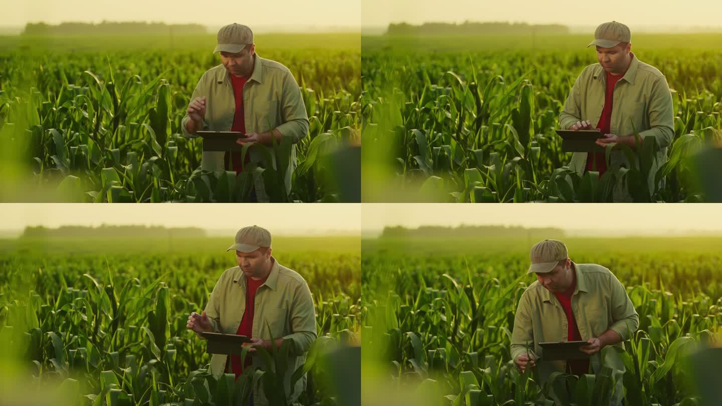 专业农艺师在田间观察玉米幼苗叶片，在平板上做笔记