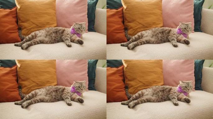 躺在沙发上的猫的特写，苏格兰折叠肖像。在家休息的家畜。戴着粉色蝴蝶结的灰小猫。室内毛茸茸的纯种宠物。