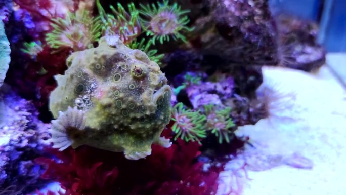 被涂成棕色的蛙鱼躺在珊瑚旁