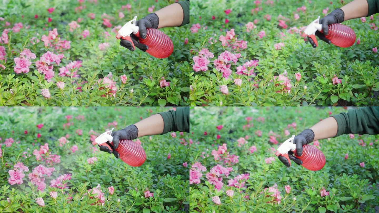 戴手套的女园丁照顾各种花卉植物，在温室内浇水和喷洒花卉，特写。园艺的概念