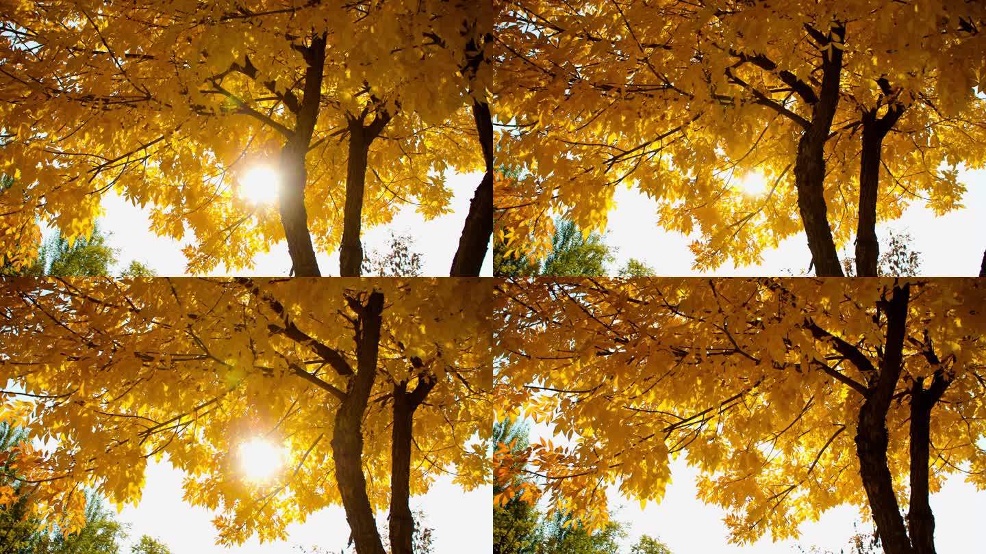 秋天阳光穿过大树秋天树叶秋景
