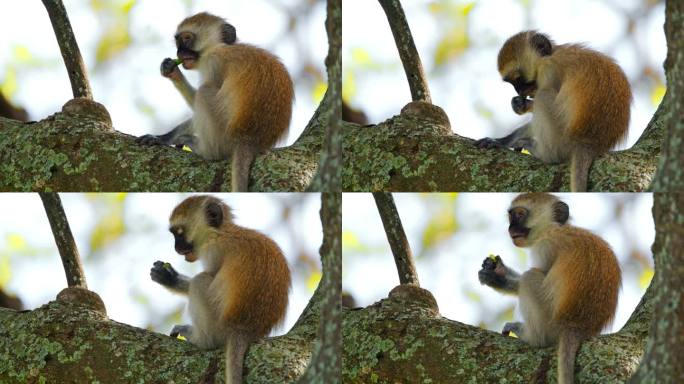 在大草原的某个地方，一只小长尾猴正在吃树上的坚果