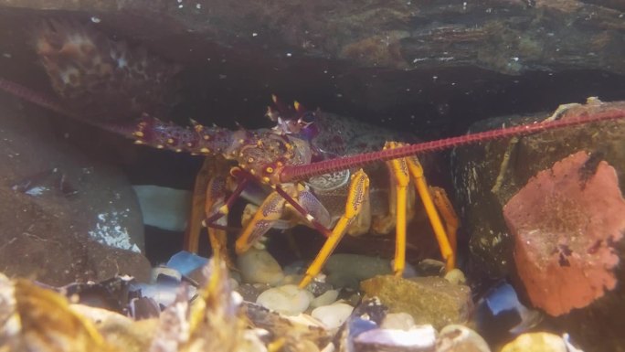 一只小龙虾在岩石下进食。新西兰